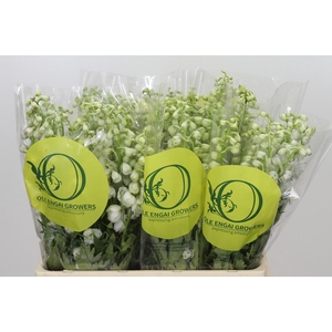 Delphinium Pure White