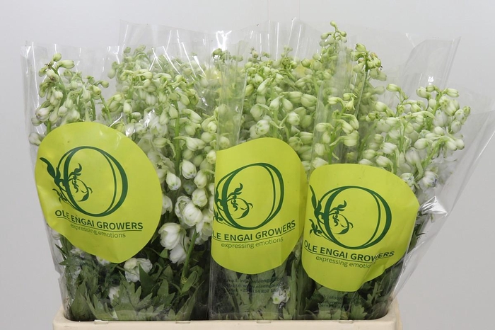<h4>Delphinium Pure White</h4>