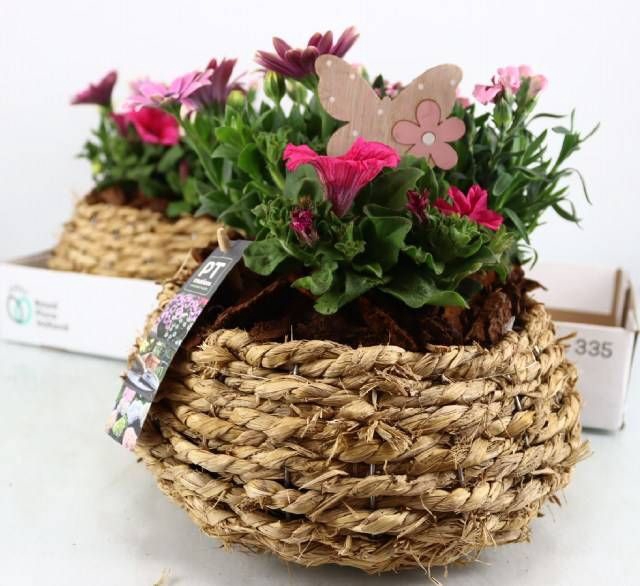 <h4>ARR TUINPLANTEN</h4>
