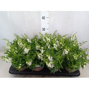 Angelonia  'Serena White'