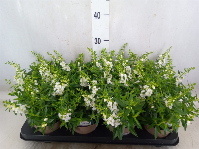 <h4>Angelonia  'Serena White'</h4>