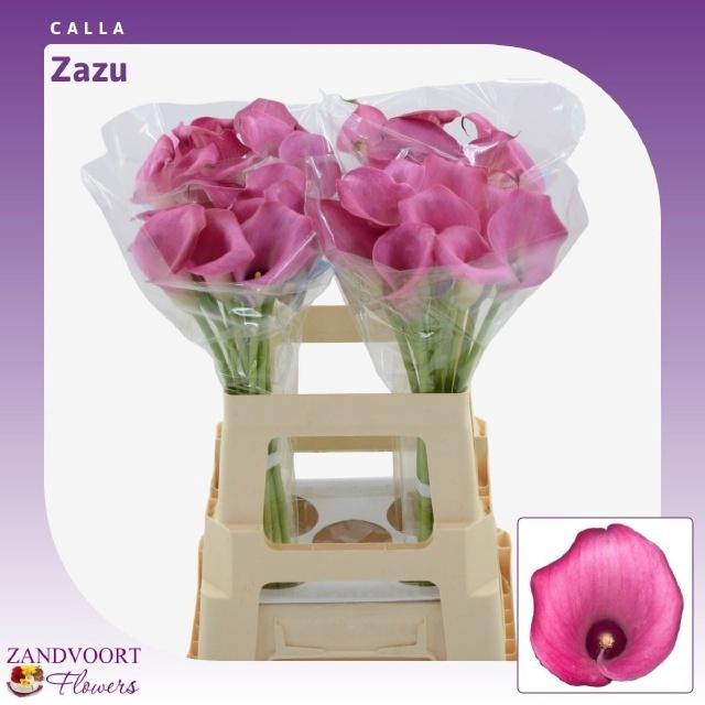 <h4>ZANT ZAZU</h4>