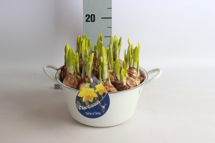 <h4>ARR NARCISSUS</h4>