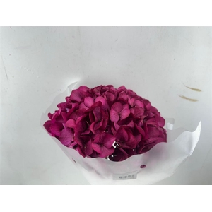 Pres Hydrangea Cerise Xl 30cm P Bunch