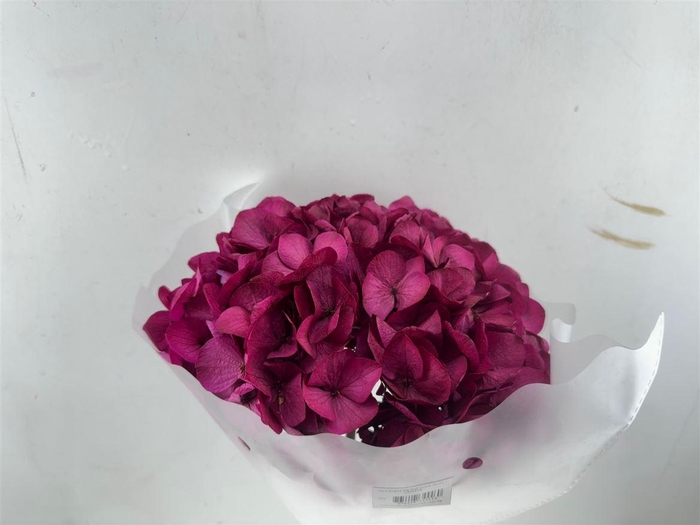 <h4>Pres Hydrangea Cerise Xl 30cm P Bunch</h4>
