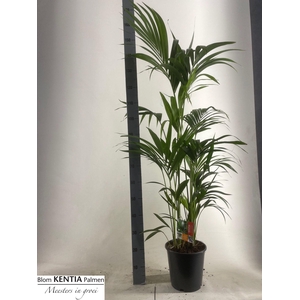 HOWEA FORSTERIANA