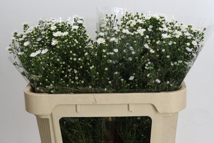 <h4>AST PAQUITA</h4>