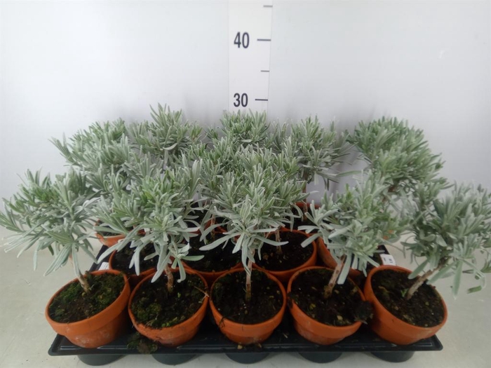 <h4>Lavandula angus.</h4>