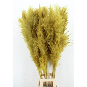 DF Pampas 130cm Ocher Yellow