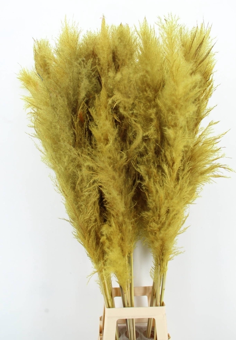 <h4>DF Pampas 130cm Ocher Yellow</h4>