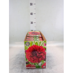 Dahlia   ...flowerbulbs