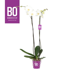 King P17 BO White 2 spike >100 cm