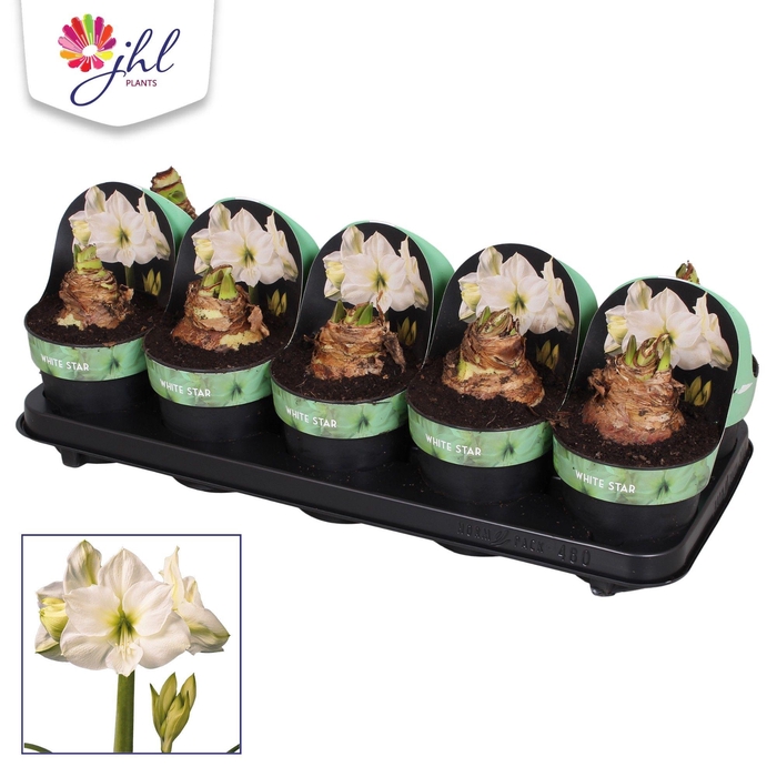<h4>Amaryllis White Star</h4>