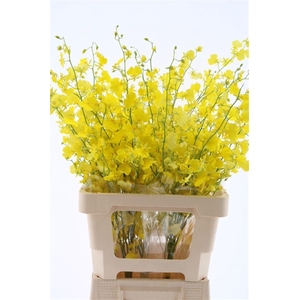 Oncidium Honey Angel L (fs)