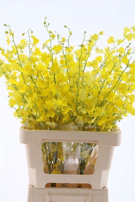 <h4>Oncidium Honey Angel L (fs)</h4>