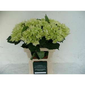 Hydr M Emerald