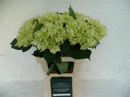 <h4>Hydr M Emerald</h4>