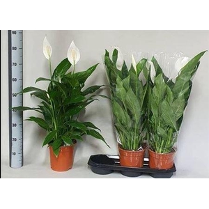 Spath Bingo Cupido 4+