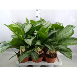 Aglaonema  'Silver Bay'