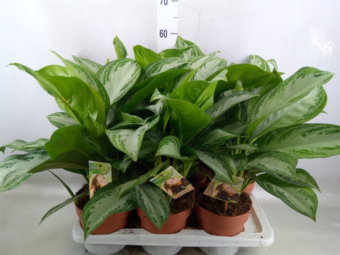 <h4>Aglaonema  'Silver Bay'</h4>