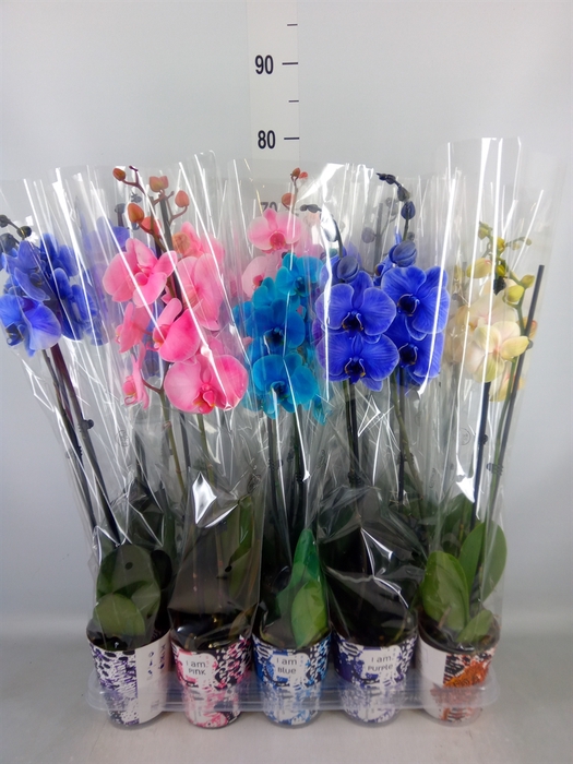 <h4>Phalaenopsis   ...</h4>