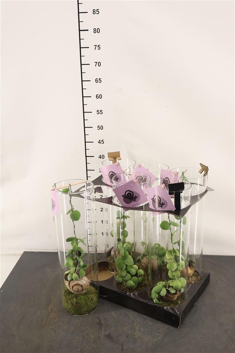 <h4>* Arr. Dischidia Hangend In Glas</h4>