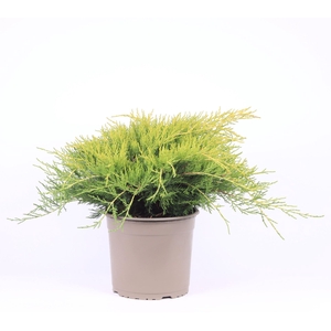 Juniperus x pfitzeriana Gold Coast