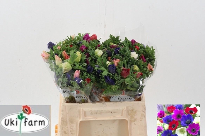 <h4>ANEM GEM BS</h4>