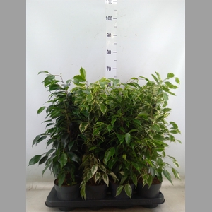 Ficus benja.   ...mix