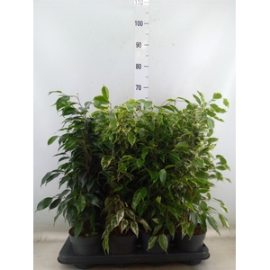 Ficus benja.   ...mix