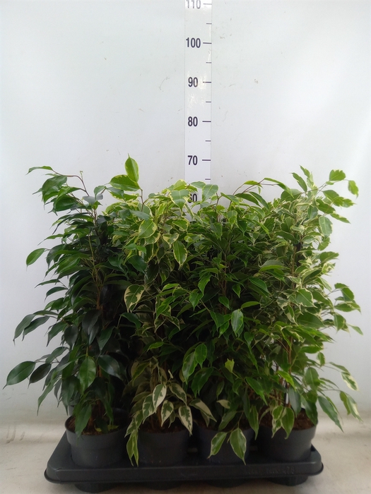 <h4>Ficus benja.   ...mix</h4>