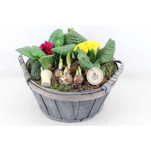 arr4 Narcis PL - 4Kant nature mand XL