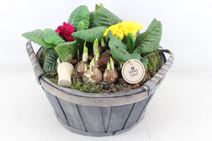 <h4>arr4 Primula PL - Hout grijs ton oor XL</h4>