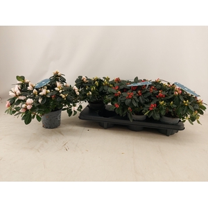 RHODO SI V GEM 4 SRT