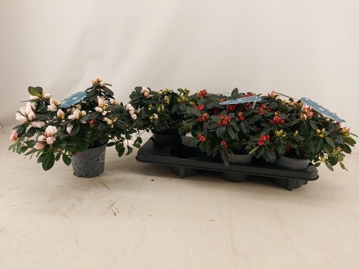 <h4>RHODO SI V GEM 4 SRT</h4>