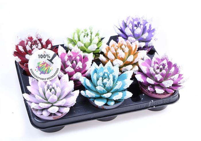 <h4>Echeveria  'Miranda'</h4>