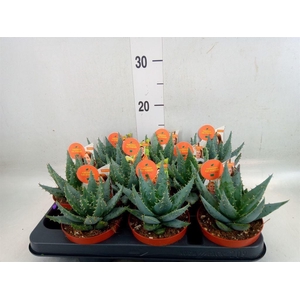 Aloe peglerae
