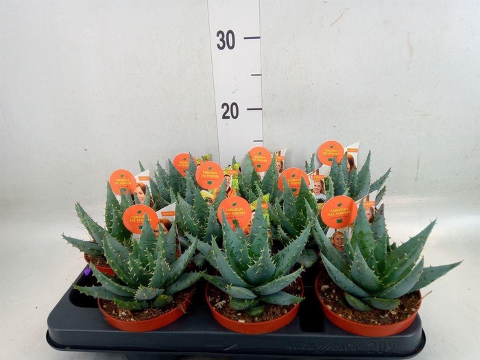<h4>Aloe peglerae</h4>