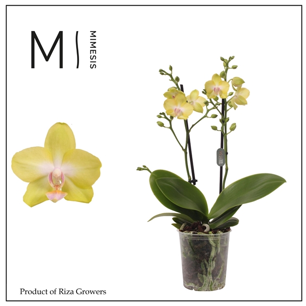 <h4>Mimesis Phal. Mila - 2 spike 9cm</h4>