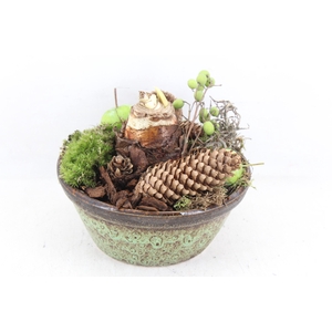 arr4 Amaryllis MB - Ker. schaal rand luxe 285/5