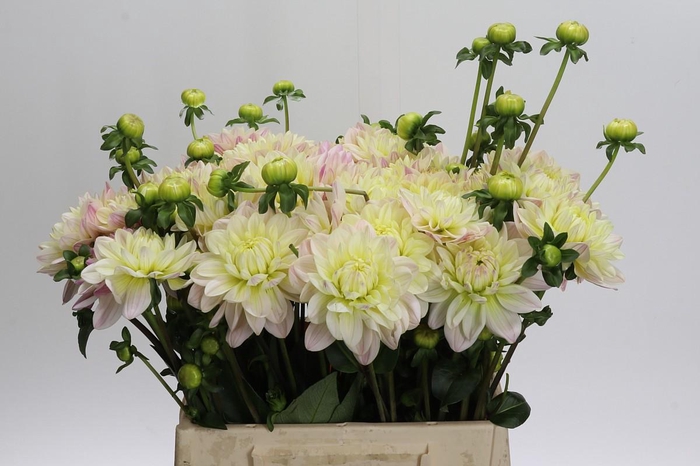 Dahlia Dianas Memory
