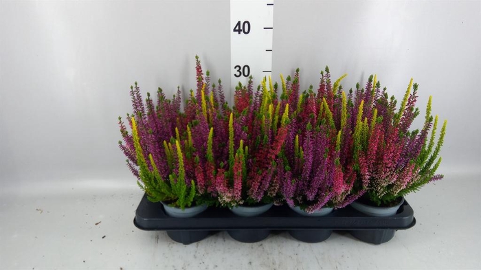 <h4>Calluna vulg. 'Beauty L Starl' ..mx</h4>