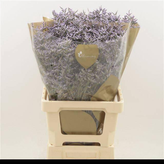 <h4>LIM SAF LILAC</h4>