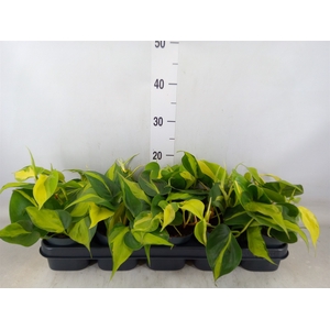 Philodendron scand. 'Brasil'