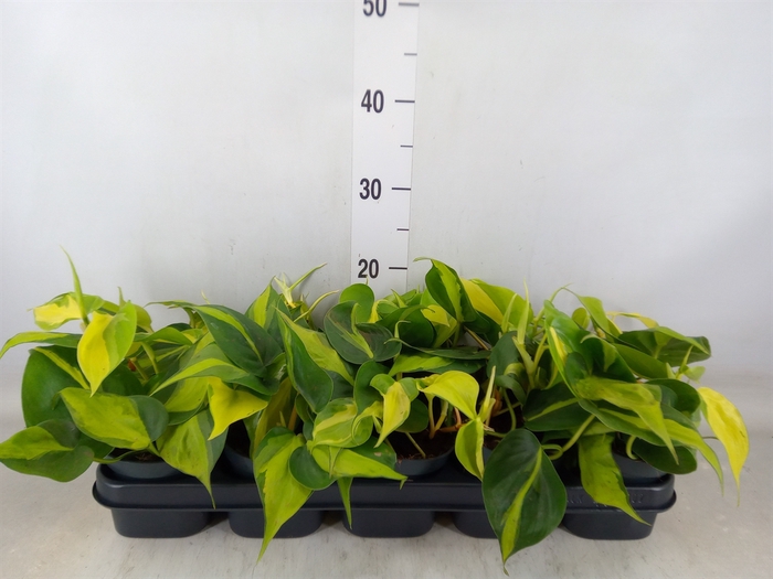 <h4>Philodendron scand. 'Brasil'</h4>
