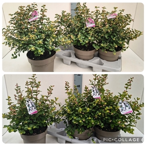 Symphoricarpos in Sorten 19T