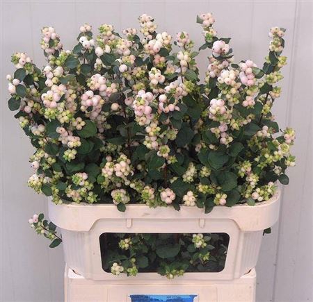 <h4>Sympho Mag Autumn Blush</h4>