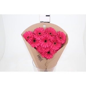 GERBERA LANDMARK < 050 CM < 10 CM DIAM PINK