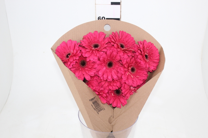 <h4>GERBERA LANDMARK < 050 CM < 10 CM DIAM PINK</h4>