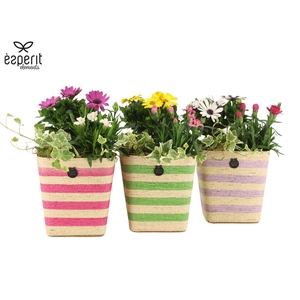 31837: Outdoor Summer arrangement